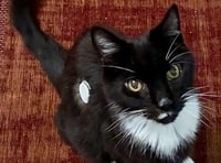 Tails from South Moor by Vet Alastair Atkinson| Clyde's sixth sense